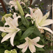 ヒメ日記 2025/02/28 19:15 投稿 ちづる 奥鉄オクテツ東京店（デリヘル市場）