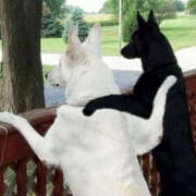 ヒメ日記 2025/08/20 08:42 投稿 かずき★ レースクィーン