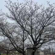 ヒメ日記 2026/03/29 21:55 投稿 まよ クリカリ 大阪店