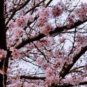 ヒメ日記 2026/03/31 13:26 投稿 えみり 国分寺人妻研究会