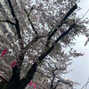 ヒメ日記 2025/04/03 12:04 投稿 かえで SOPHIA（ソフィア）