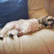 ヒメ日記 2024/12/12 04:34 投稿 朋香(ともか) ロケットワイフ