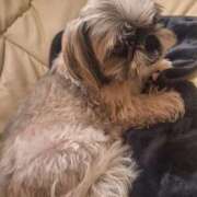 ヒメ日記 2024/12/16 03:40 投稿 朋香(ともか) ロケットワイフ