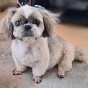 ヒメ日記 2024/12/17 13:07 投稿 朋香(ともか) ロケットワイフ