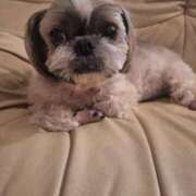 ヒメ日記 2024/12/19 05:28 投稿 朋香(ともか) ロケットワイフ