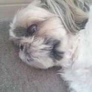 ヒメ日記 2024/12/25 18:55 投稿 朋香(ともか) ロケットワイフ