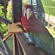 ヒメ日記 2025/01/06 20:44 投稿 朋香(ともか) ロケットワイフ