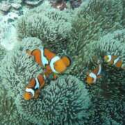 ヒメ日記 2025/02/04 00:29 投稿 朋香(ともか) ロケットワイフ