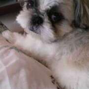 ヒメ日記 2025/03/21 20:30 投稿 朋香(ともか) ロケットワイフ