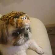 ヒメ日記 2025/04/10 23:30 投稿 朋香(ともか) ロケットワイフ