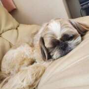 ヒメ日記 2025/04/20 16:08 投稿 朋香(ともか) ロケットワイフ