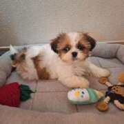 ヒメ日記 2025/05/21 00:15 投稿 朋香(ともか) ロケットワイフ