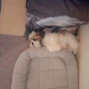 ヒメ日記 2025/05/29 22:00 投稿 朋香(ともか) ロケットワイフ