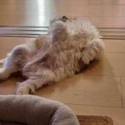 ヒメ日記 2025/06/04 16:05 投稿 朋香(ともか) ロケットワイフ