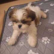 ヒメ日記 2025/06/08 05:47 投稿 朋香(ともか) ロケットワイフ