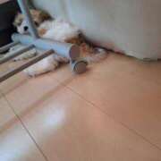 ヒメ日記 2025/06/11 01:00 投稿 朋香(ともか) ロケットワイフ