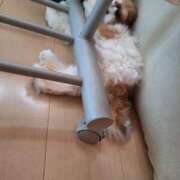 ヒメ日記 2025/06/11 06:53 投稿 朋香(ともか) ロケットワイフ