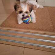 ヒメ日記 2025/06/14 06:29 投稿 朋香(ともか) ロケットワイフ