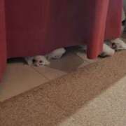 ヒメ日記 2025/06/17 07:00 投稿 朋香(ともか) ロケットワイフ