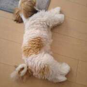 ヒメ日記 2025/07/29 12:45 投稿 朋香(ともか) ロケットワイフ