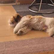 ヒメ日記 2025/08/09 23:30 投稿 朋香(ともか) ロケットワイフ