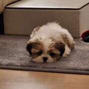 ヒメ日記 2025/08/19 22:10 投稿 朋香(ともか) ロケットワイフ