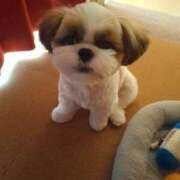 ヒメ日記 2025/08/23 22:39 投稿 朋香(ともか) ロケットワイフ