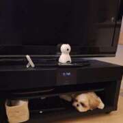 ヒメ日記 2025/09/02 21:18 投稿 朋香(ともか) ロケットワイフ