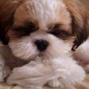 ヒメ日記 2025/09/03 18:48 投稿 朋香(ともか) ロケットワイフ