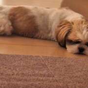 ヒメ日記 2025/09/23 16:59 投稿 朋香(ともか) ロケットワイフ