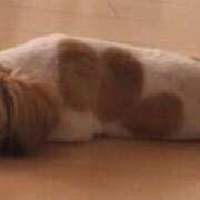 ヒメ日記 2025/12/06 18:53 投稿 朋香(ともか) ロケットワイフ