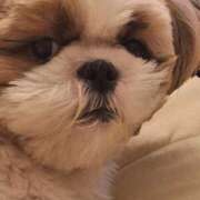 ヒメ日記 2026/01/27 21:01 投稿 朋香(ともか) ロケットワイフ