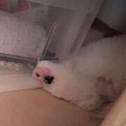 ヒメ日記 2026/01/29 17:31 投稿 朋香(ともか) ロケットワイフ