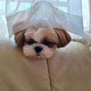 ヒメ日記 2026/02/05 23:18 投稿 朋香(ともか) ロケットワイフ