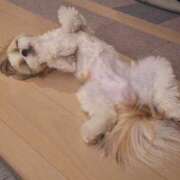 ヒメ日記 2026/02/09 00:10 投稿 朋香(ともか) ロケットワイフ