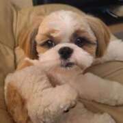 ヒメ日記 2026/02/25 23:05 投稿 朋香(ともか) ロケットワイフ