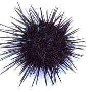 ヒメ日記 2026/03/05 17:51 投稿 朋香(ともか) ロケットワイフ