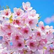 ヒメ日記 2026/03/20 01:00 投稿 朋香(ともか) ロケットワイフ