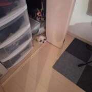 ヒメ日記 2026/04/01 12:06 投稿 朋香(ともか) ロケットワイフ