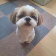 ヒメ日記 2026/04/09 04:40 投稿 朋香(ともか) ロケットワイフ