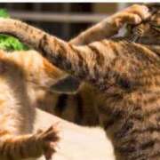 ヒメ日記 2026/04/20 20:07 投稿 朋香(ともか) ロケットワイフ