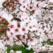 ヒメ日記 2025/03/25 14:12 投稿 ユイナ Celeb Garden(セレブガーデン)