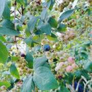 ヒメ日記 2025/07/24 09:57 投稿 ユイナ Celeb Garden(セレブガーデン)