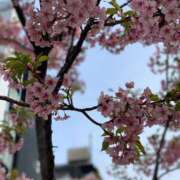 ヒメ日記 2026/04/23 10:12 投稿 ユイナ Celeb Garden(セレブガーデン)