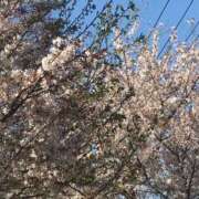 ヒメ日記 2025/04/11 14:41 投稿 谷山なつき 彩タマンサ（埼玉ハレ系）