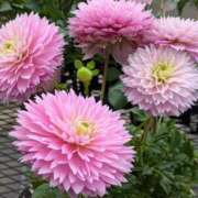 ヒメ日記 2025/03/21 20:25 投稿 人妻たえ 福島美女図鑑