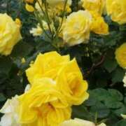 ヒメ日記 2025/04/12 12:52 投稿 人妻たえ 福島美女図鑑