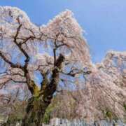 ヒメ日記 2025/04/26 13:00 投稿 人妻たえ 福島美女図鑑