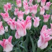 ヒメ日記 2025/04/30 09:45 投稿 人妻たえ 福島美女図鑑