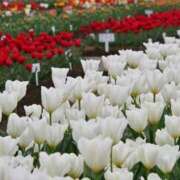 ヒメ日記 2025/05/01 12:40 投稿 人妻たえ 福島美女図鑑